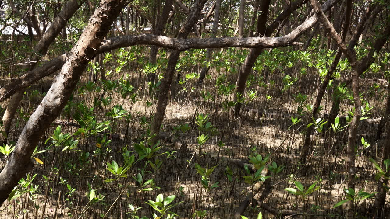 tomando una foto de un árbol de manglar tomado desde abajo, mostrando el enorme tronco, ramas y hojas, ubicado en el área recreativa de bangphu en samut prakan, en tailandia