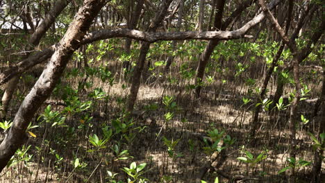 Taking-a-shot-of-a-mangrove-tree-taken-from-below,-showing-the-huge-trunk,-branches-and-leaves,-located-at-Bangphu-Recreational-Area-in-Samut-Prakan,-in-Thailand