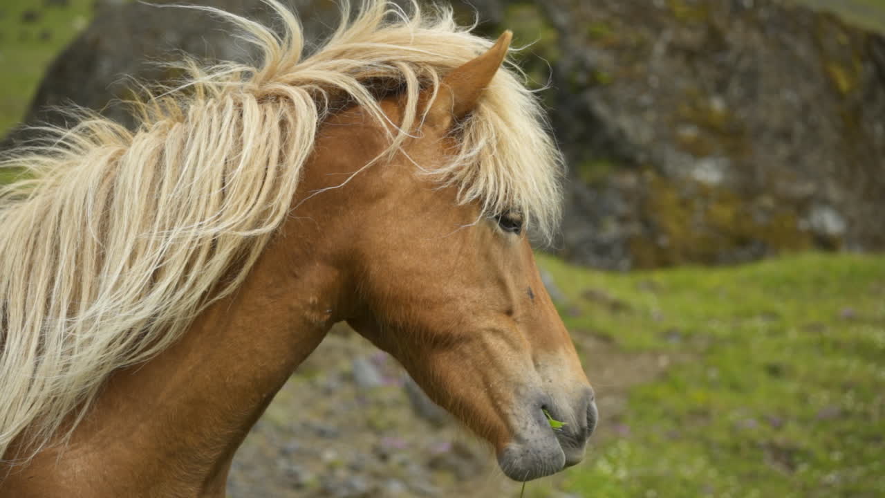 Icelandic horse in green landscape, showcasing beauty and serenity