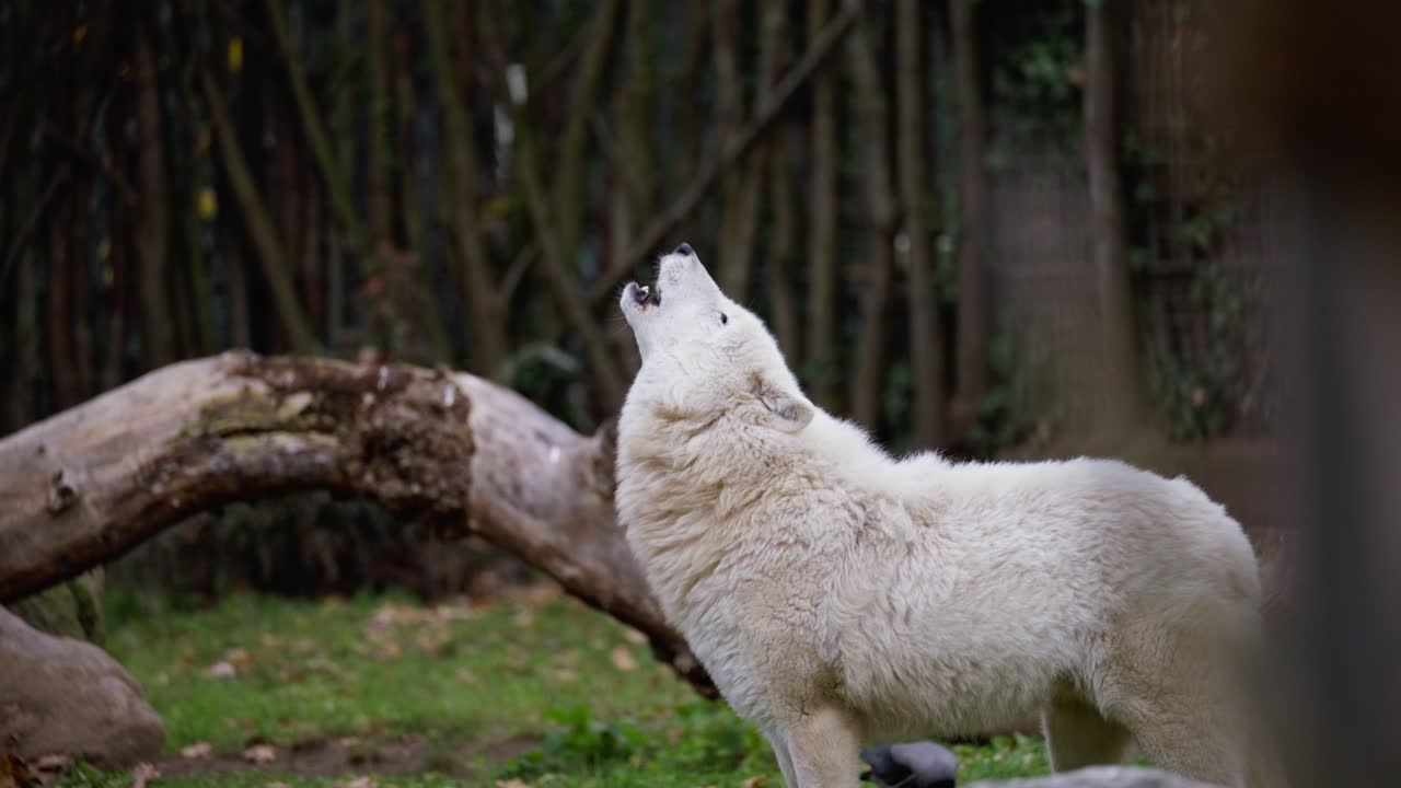 White Arctic Wolf, Polar Wolf Howling, Canis Lupus Arctos
