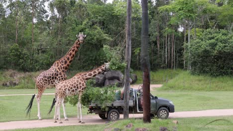 giraffes interact with a vehicle at the zoo