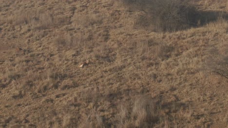 Drohnen-Luftaufnahmen-Einer-Einzelnen-Nyala-Antilope,-Die-In-Freier-Wildbahn-Auf-Wintergras-Liegt