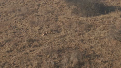 Imágenes-Aéreas-De-Drones-De-Un-Solo-Antílope-Nyala-Tendido-En-La-Hierba-De-Invierno-En-La-Naturaleza