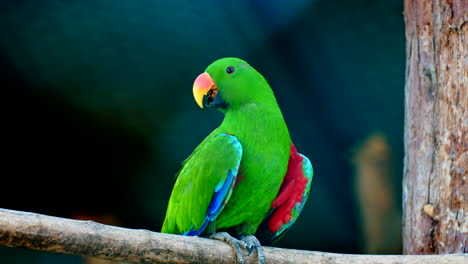 close up beautiful colorful green parrot with orange red beak resting on tree branch