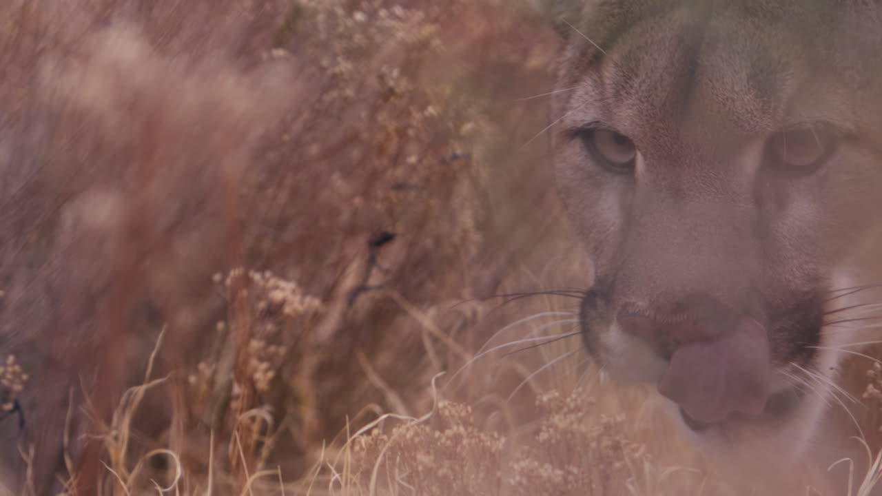 Female lion moving through thick brush licking lips and being sneaky - close up