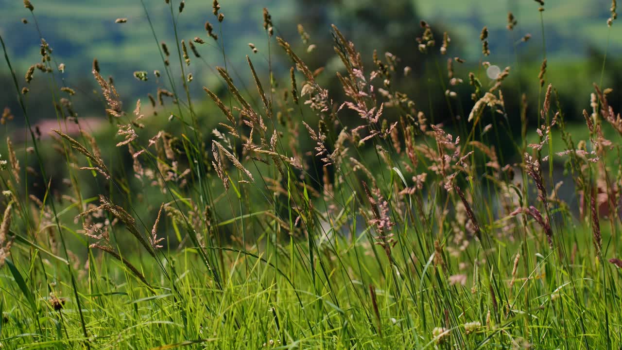 el trigo parecido a la hierba se balancea en el viento en un día soleado