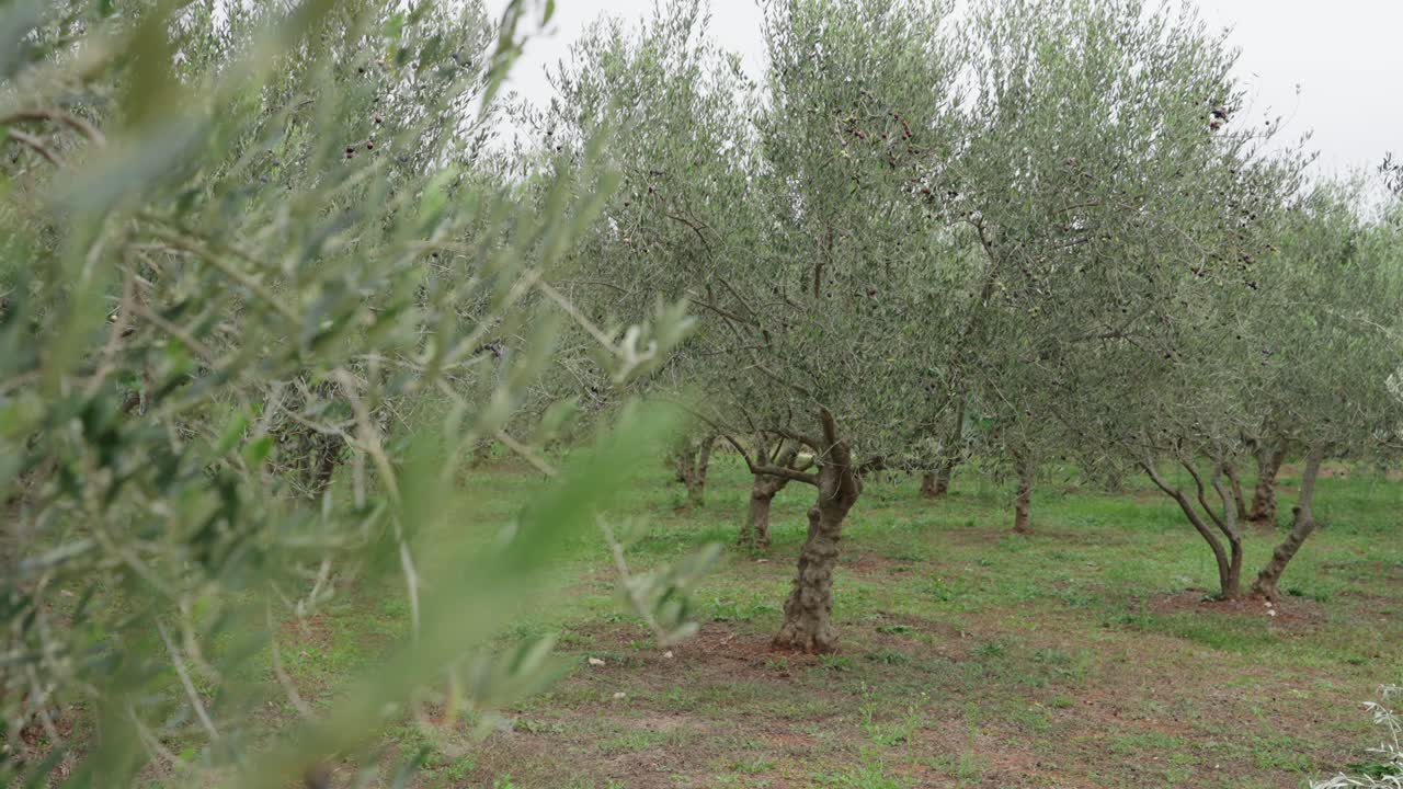 Olive Orchard In Cultivated Rural Land. Sideways Shot