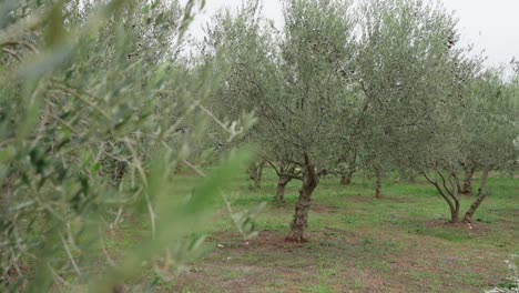 olive orchard in cultivated rural land. sideways shot