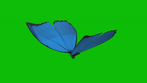 Blue-butterfly-flying-on-green-screen-seamless-loop-3D-animation