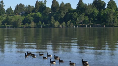 Bandada-De-Hermosos-Gansos-Canadienses-Flotando-Sobre-El-Río-Delta-De-Fraser-En-Columbia-Británica,-Canadá