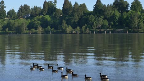 un rebaño de hermosos gansos canadienses flotando sobre el río fraser delta en la columbia británica, canadá