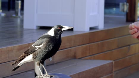 magpie interacts with human, receives food on sunny day