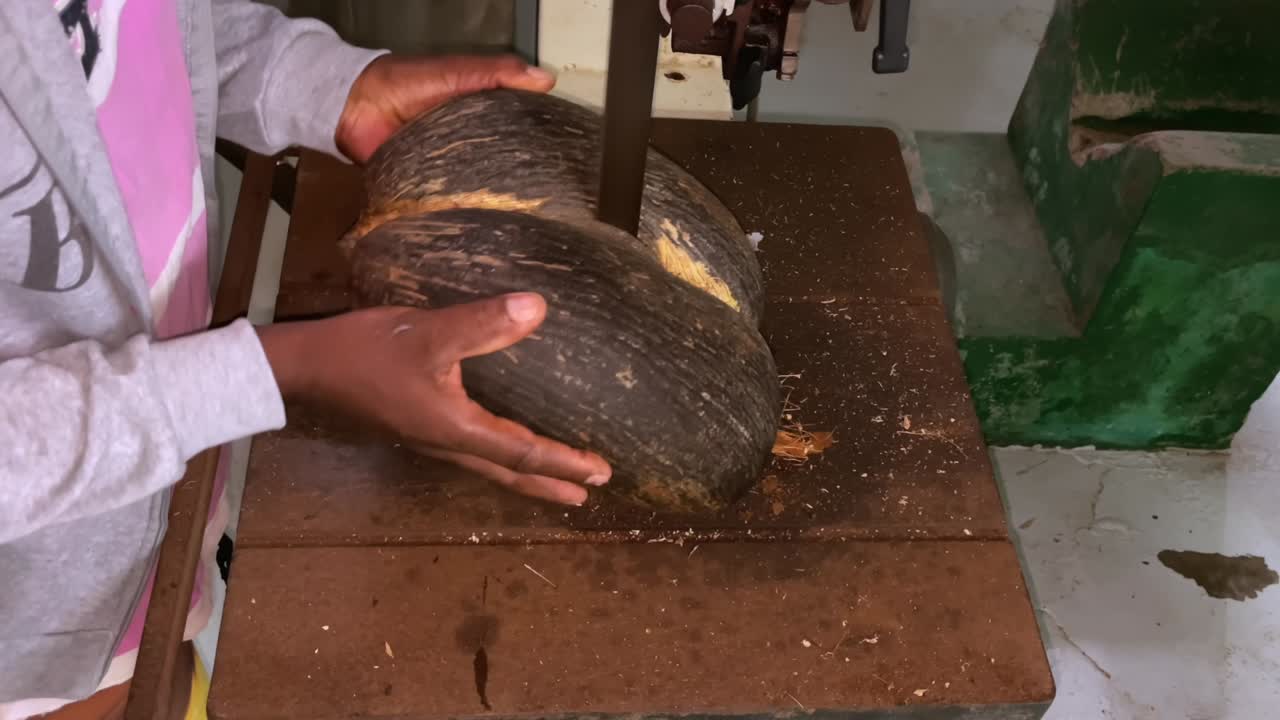 Coco de mer collections- Man cutting coco de mer for selling the empty nut, and the meat for exportation 2License company in Seychelles