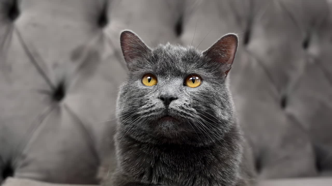 Close up of a grey British shorthair cat with orange eyes sitting on a grey couch