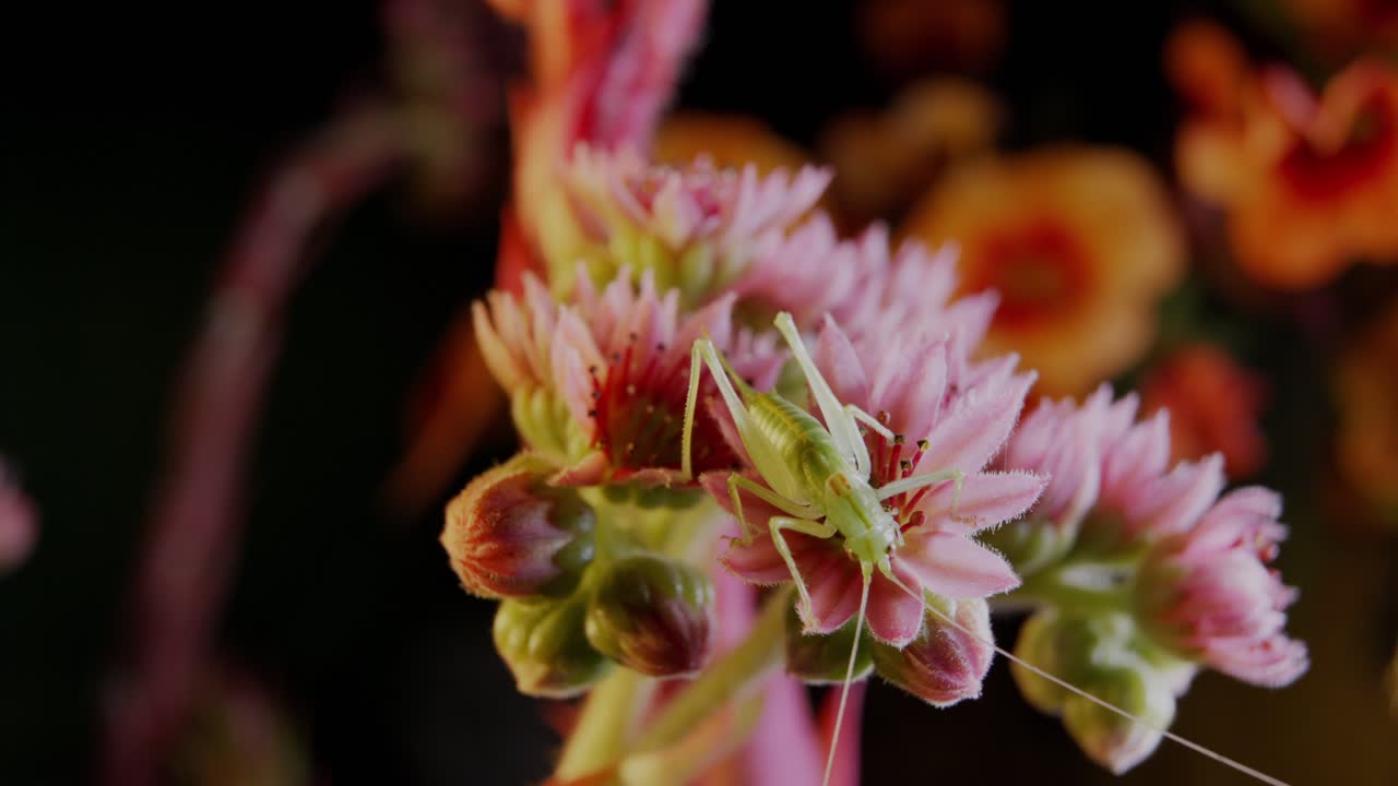 moviéndose alrededor del saltamontes sentado en una macro de flores coloridas con fondo negro