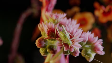 moviéndose alrededor del saltamontes sentado en una macro de flores coloridas con fondo negro