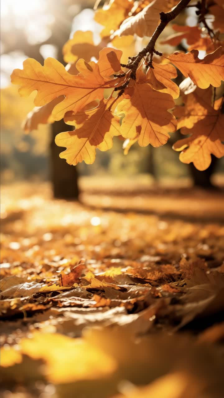 Warm autumn scene with sunlit leaves, captured from a low angle