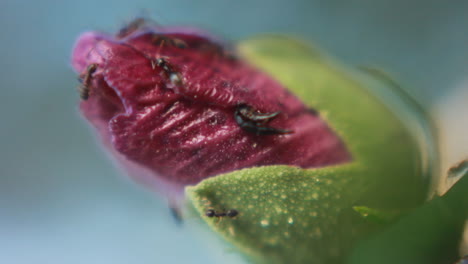 macro of ants crawling on a red flower