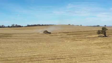 Una-Excelente-Toma-Aérea-De-Una-Cosechadora-Agrícola-Cortando-Un-Campo-En-Parkes,-Nueva-Gales-Del-Sur,-Australia