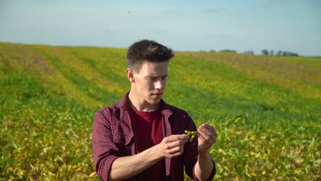 farmer checking the field soy a background of greenery. concept ecology, bio product, natural products