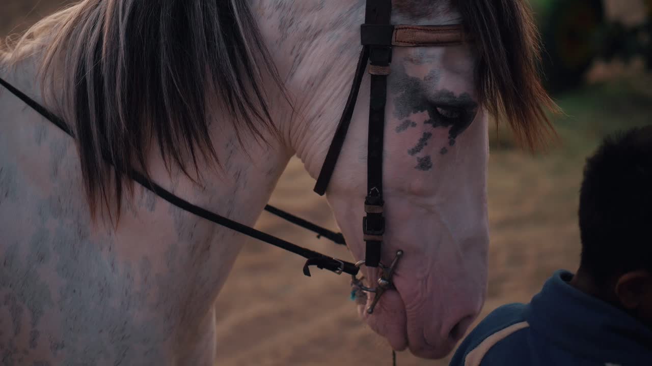 cerca de un caballo comiendo en la playa con vista al mar de karachi