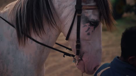 Close-Up-Of-Horse-Eating-At-Karachi-Sea-View-Beach