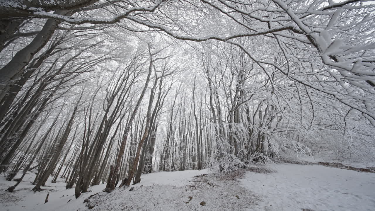 Snow-covered forest with snow-dusted trees reaching toward the sky