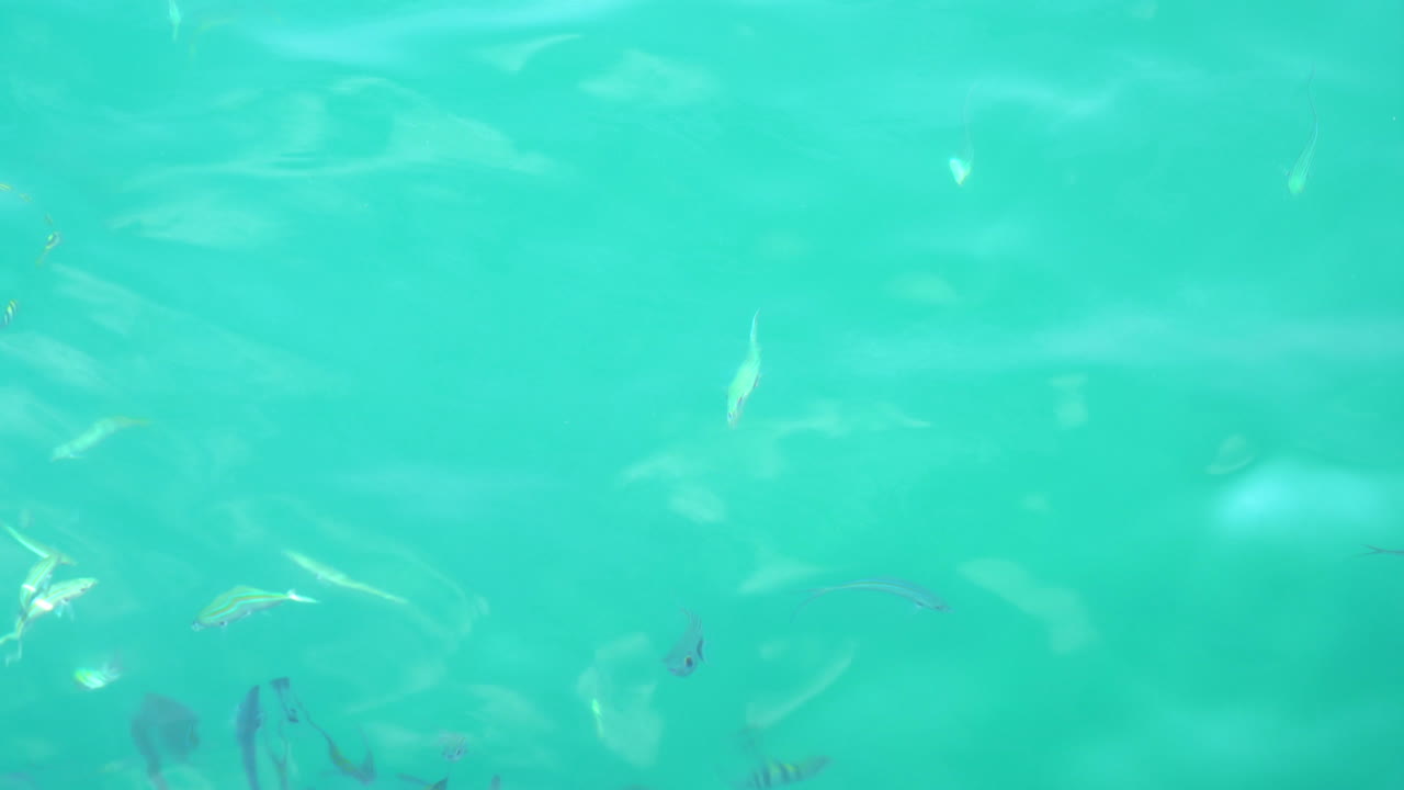 muchos hermosos peces en el mar