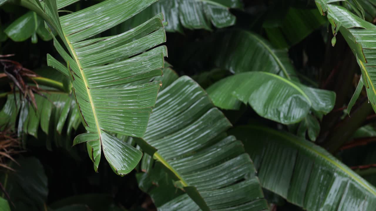 agrupación de grandes hojas de la selva y goteo de lluvia con enfoque de rack tirado de fondo a primer plano