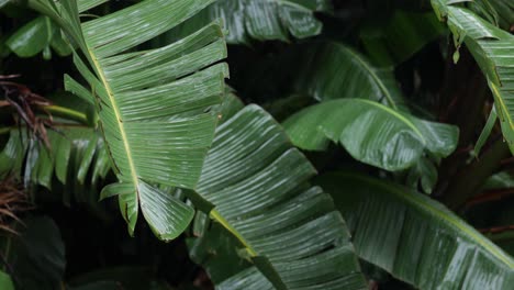 Agrupación-De-Grandes-Hojas-De-Jungla-Y-Lluvia-Goteando-Con-Foco-En-Rack-Extraído-Del-Fondo-Al-Primer-Plano