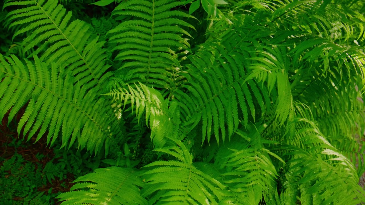Felci di un verde vibrante riempiono l'inquadratura con fronde lussureggianti e stratificate. La luce del sole filtra delicatamente, evidenziando le delicate venature di ogni foglia. La scena appare serena e naturale. Ideale per contenuti a tema ambientale.