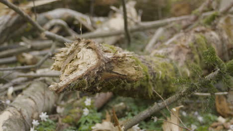 ecological damage after commercial tree logging for timber industry, truck right