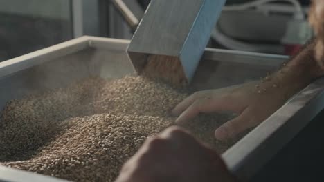 a young brewer wearing a leather apron controls the grinding of malt seeds in a mill at a modern brewery