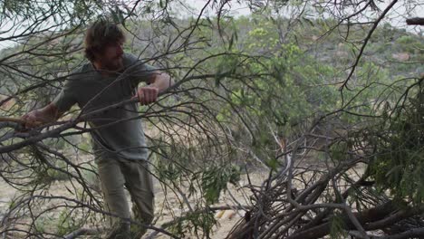 bearded caucasian male survivalist holding axe moving branches to make shelter at camp in wilderness