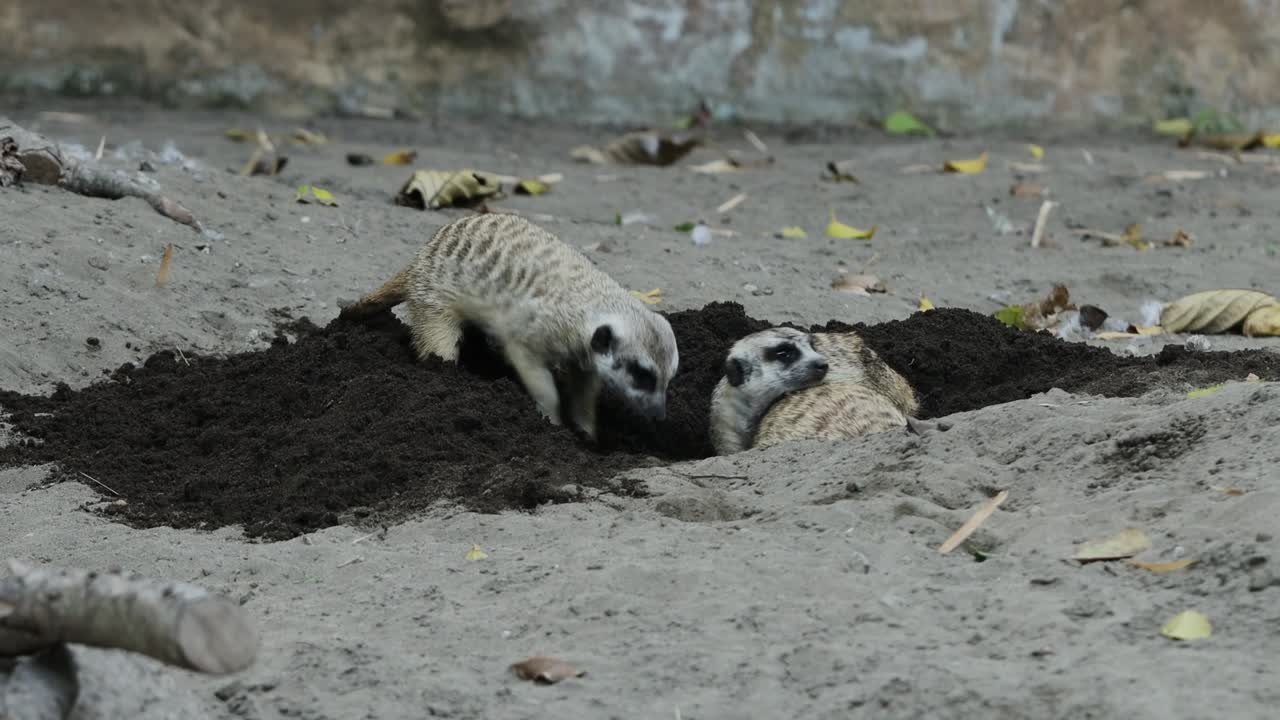 Suricato che scava nella sabbia alla ricerca di cibo nel suo habitat naturale