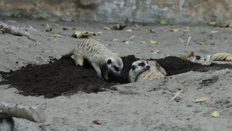 meerkat digging in sand looking for food in natural habitat