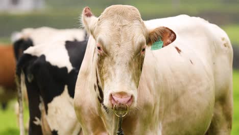 White-Dairy-Cattle-With-Calf-weaning-Nose-Ring,-Anti-suckling-Device