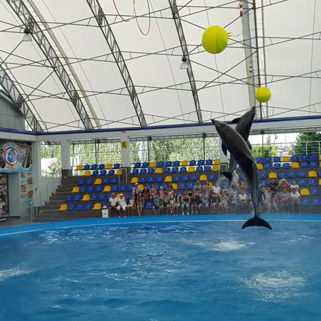 odessa, ukraine - august 2017: dolphins in the pool playing with balls. show of dolphins. dolphinarium