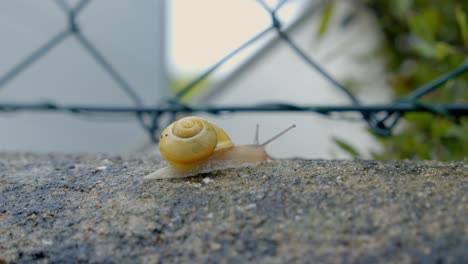 snail crawling on the ground - close up