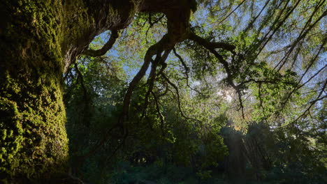 在加州北部的 point reyes national seashore 的受保護的荒野中,日落時,太陽光穿過樹葉