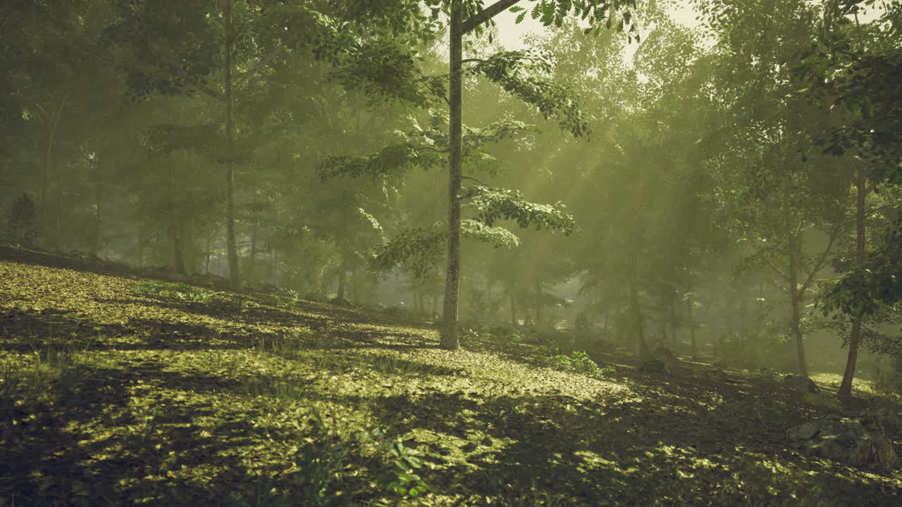 Sunlight filtering through leaves in a serene forest during late afternoon
