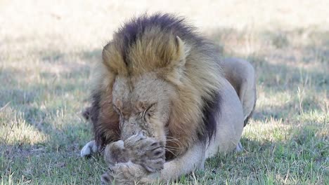 Male-African-Lion-licks-his-paw-and-grooms-his-face,-close-up-shot