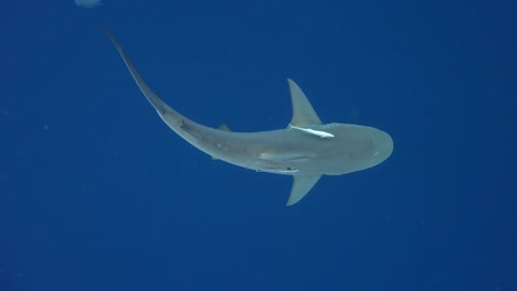 bull shark swimming below camera rotating view slomo