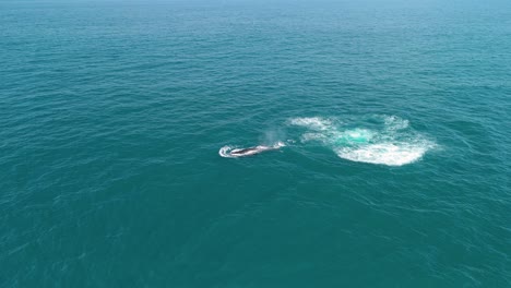 aerial view of humpback whale exhaling rainbow mist in blue water off coast of arraial do cabo, brazil