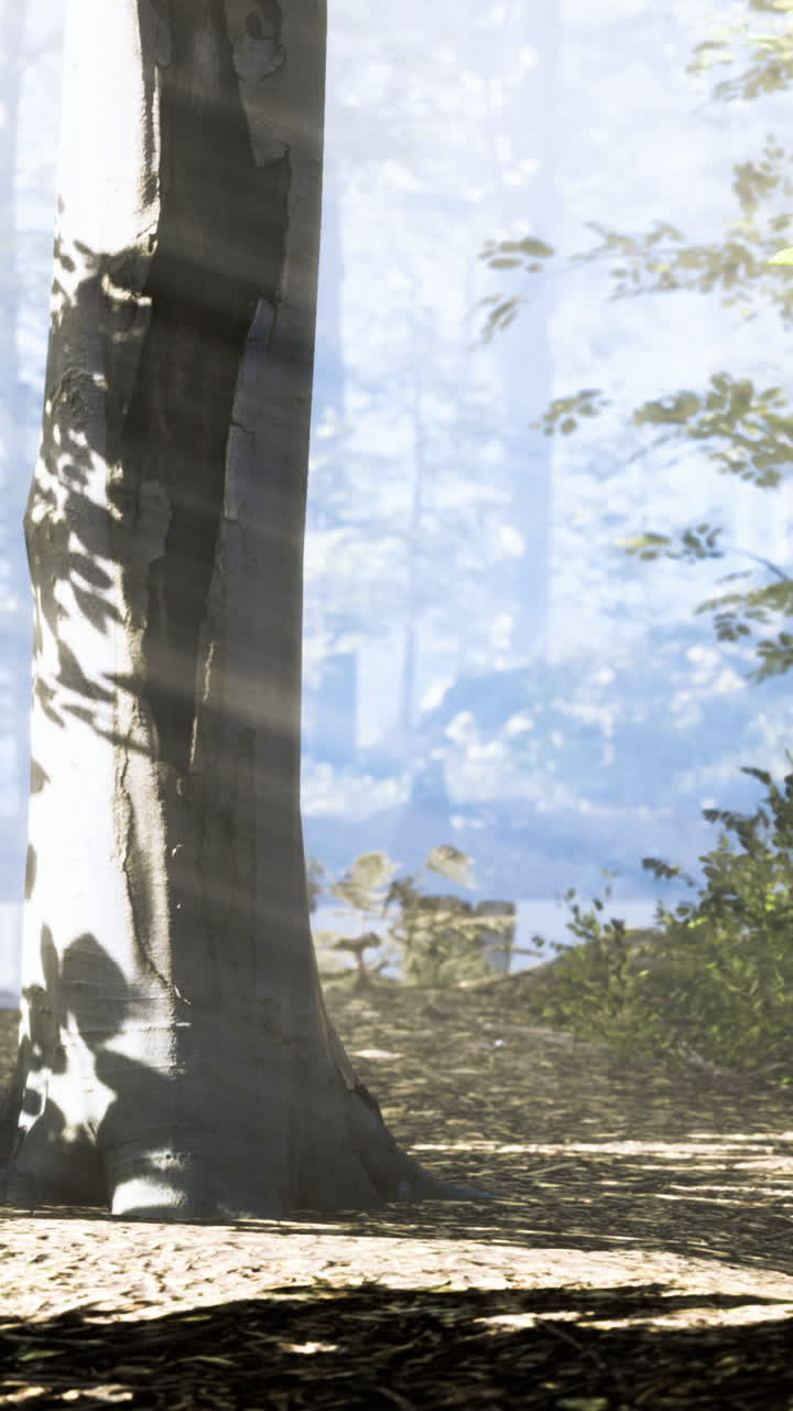Serenity among trees with mist and sunlight illuminating the forest