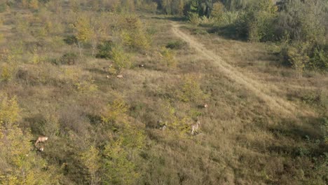 zebra's and bushbuck antelopes in thick brush in the wild