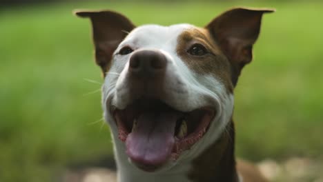 pitbull terrier marrón y blanco cinematográfico sonriendo y jadeando de cerca 4k