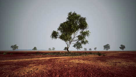lone tree standing in arid landscape under overcast sky at dusk