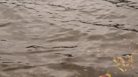 close up shot of water ripples with leaves shedded on wavy water surface during the day.