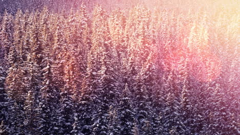 animation of glowing spots of light over fir trees in winter countryside scenery